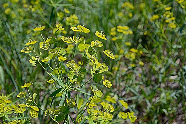 ما هو مثير للاهتمام حول Euphorbia Rod-shaped