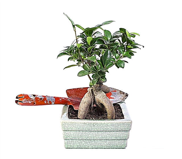 Hoe maak je Benjamin ficus bonsai