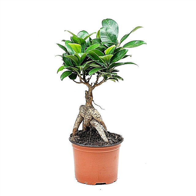 We take care of the ficus Microcarpa correctly