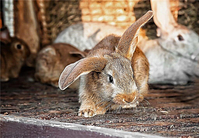Cómo construir un cobertizo para conejos