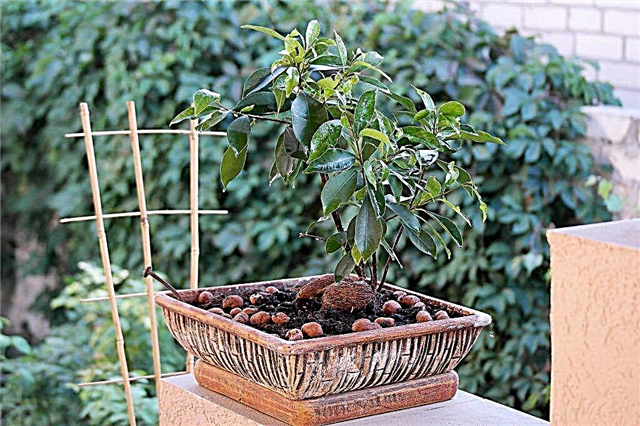 Ficus ornamental Benjamin