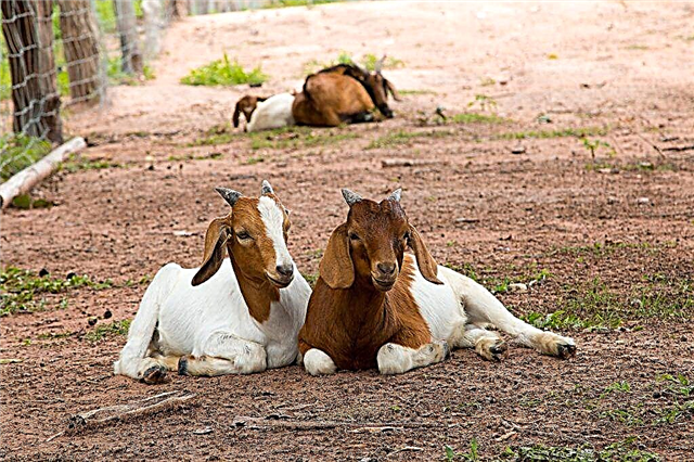 Description of Boer goats