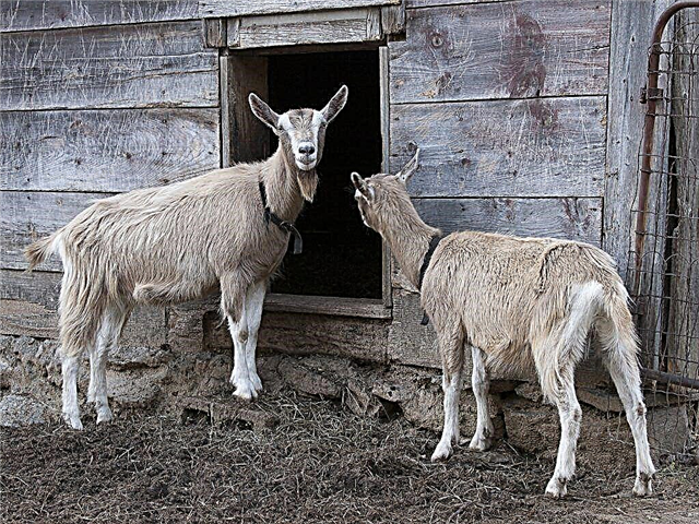 Description of goats of the Toggenburg breed