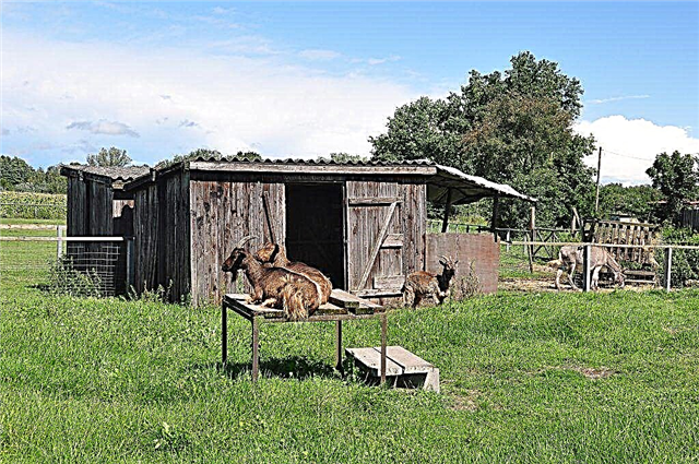 Requisitos para a construção de um celeiro de cabras agrícolas
