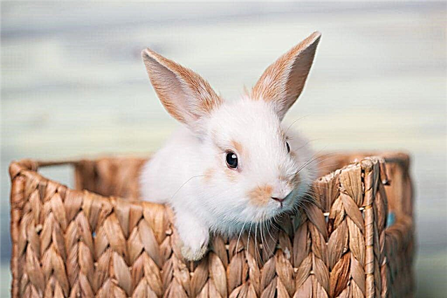 Instructions for the use of Rabbiwak v vaccine for rabbits