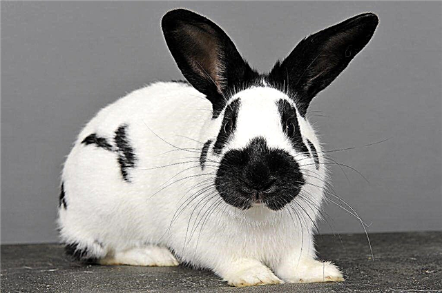 Unique features of the German Motley Giant rabbit breed