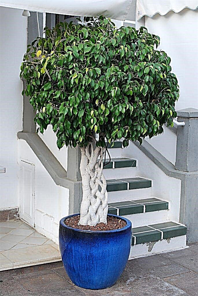 Methods and schemes for weaving ficus Benjamin at home