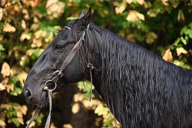 Kafkas atlarının Karachaevskaya cinsi