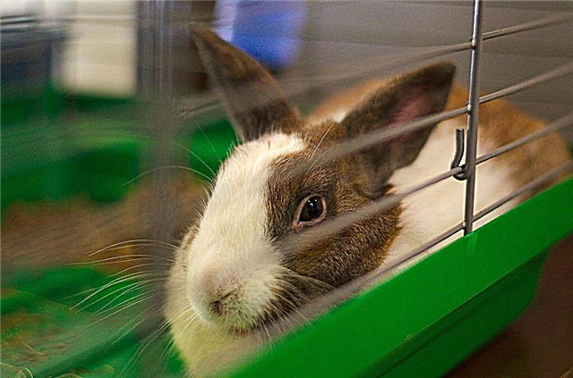 Ways to train your rabbit to the tray