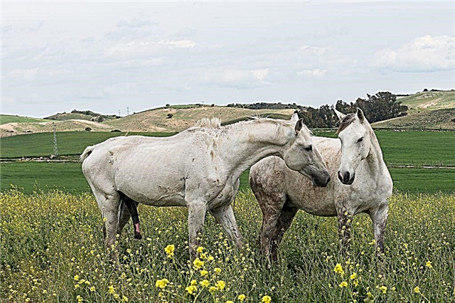 Mating horses