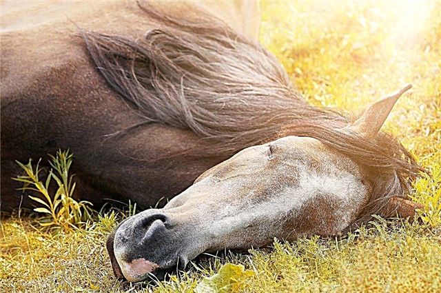 Wie Pferde normalerweise schlafen