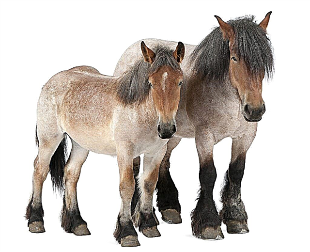 Beschrijving van paarden van het ras Brabancon