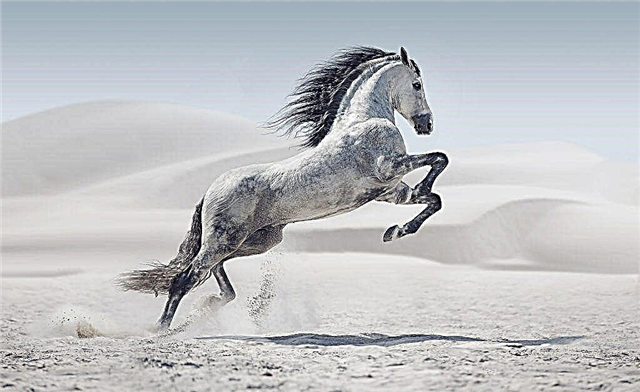 מהו הסוס המהיר ביותר בעולם