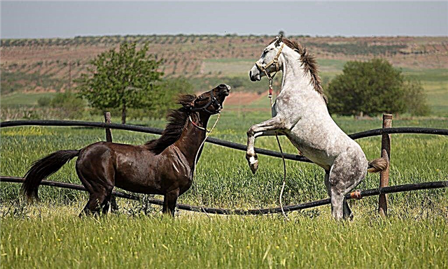 Распрстраненние і рідкісні масті коней