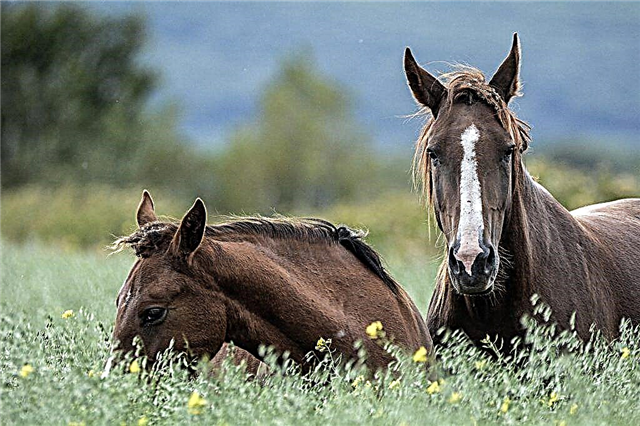 Диви породи коне