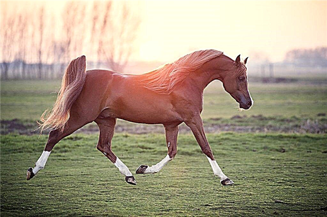 Purebred अरेबियन घोड़ा