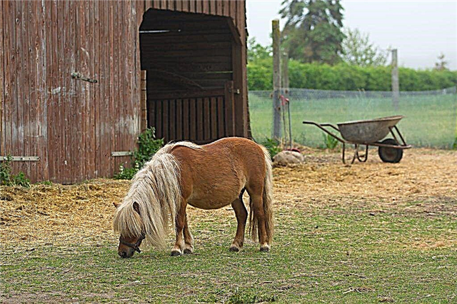 Описание на породата Shetland pony