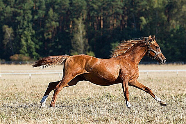 Factores que afectan la velocidad del caballo