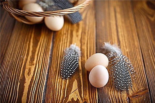 Výhody a poškodenia vajíčok perličiek