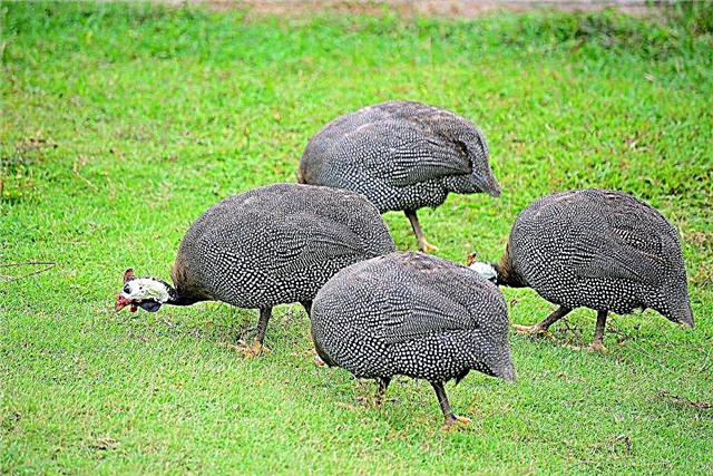 What to feed the guinea fowl