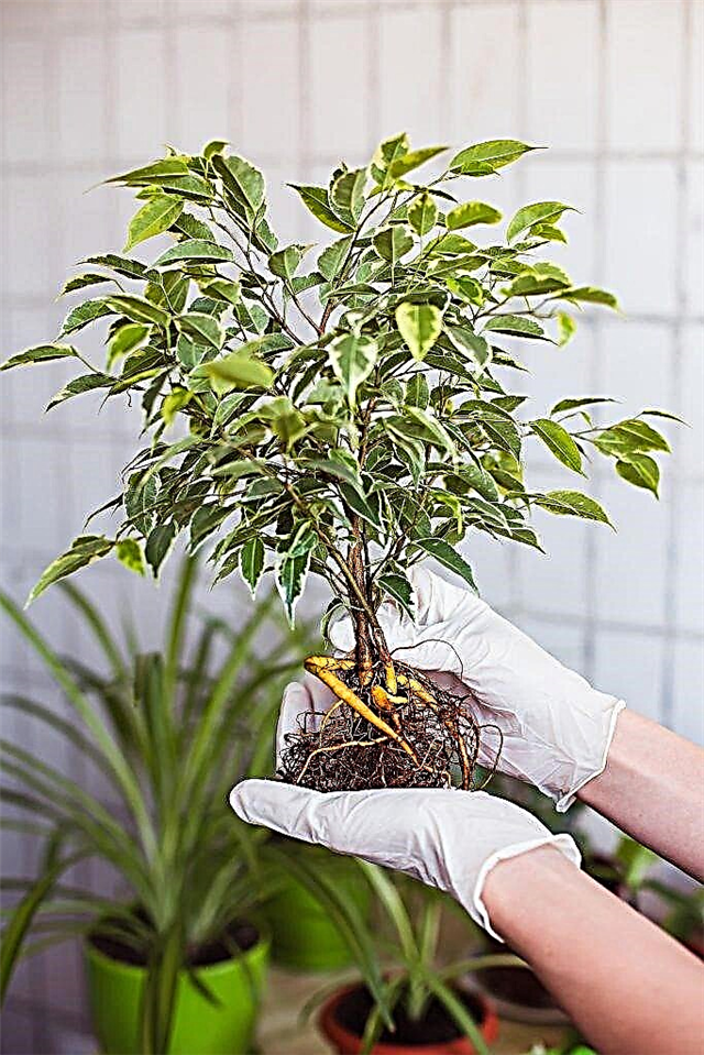 A Ficus Benjamin reprodukciós módszerei