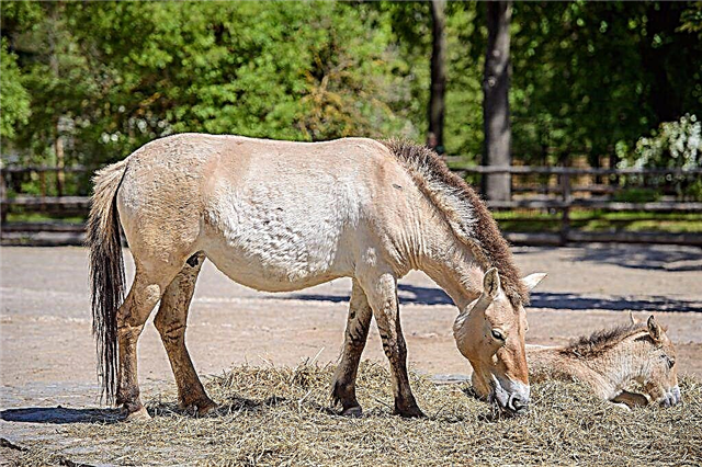 Beskrivelse av Przewalski hester