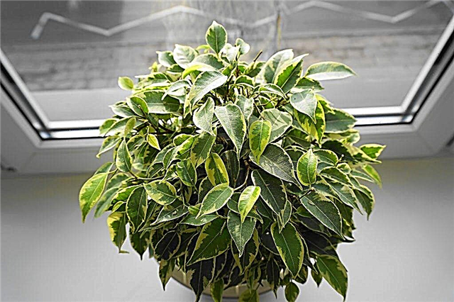 Superstitions and omens about Benjamin's Ficus