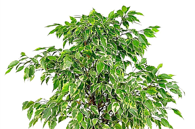 Ficus Benjamin corona formación