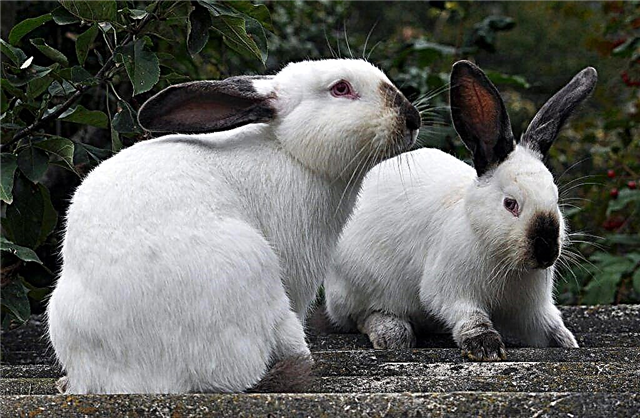 Ragioni per il rifiuto del coniglio di accoppiarsi