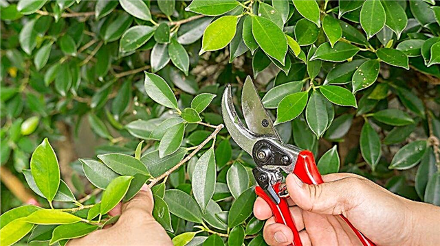 Ficus pruning methods and methods of forming a deciduous crown
