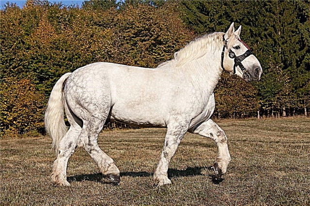 Descrizione cavallo di razza Percheron