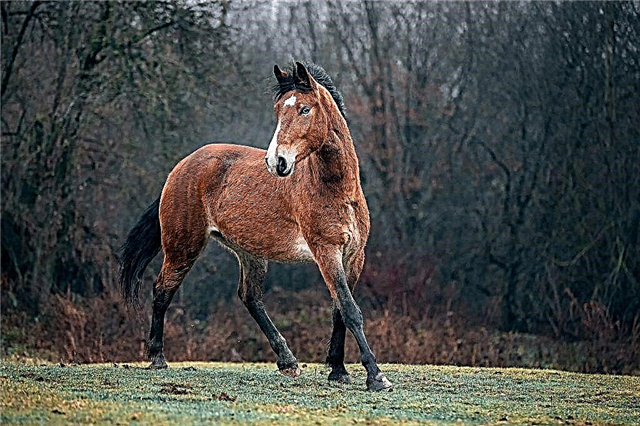 Popis koně Mustang