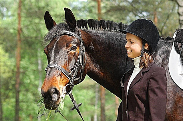 Beschrijving van de paarden van het Russische Rysistaya-ras