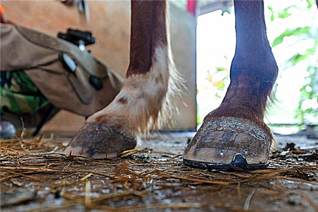 لماذا احذية الخيول