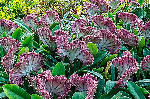 Hvordan ta vare på Euphorbia Lactea melkweve hjemme