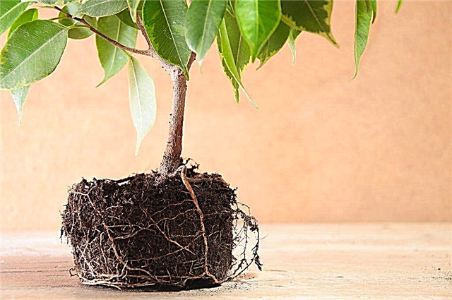 Wie man Benjamins Ficus zu Hause richtig transplantiert