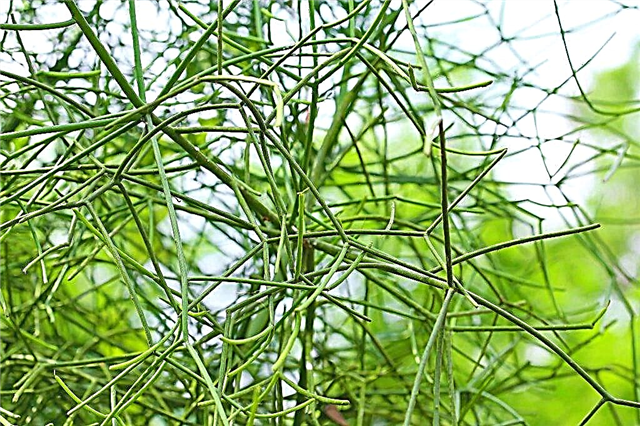 Euphorbia Tirucalli е непретенциозно растение