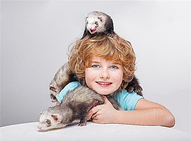 Features of domestic ferrets