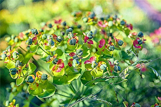 Cypress spurge - the most spectacular and unpretentious ground cover plant