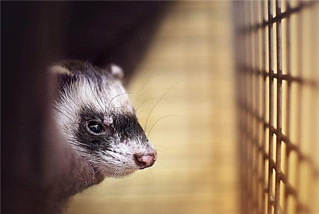 Ferret care and features