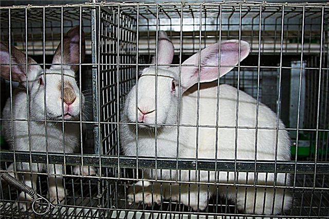 Making rabbit cages yourself