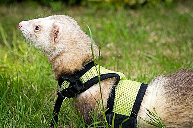 How to make a harness-leash for a decorative ferret with your own hands
