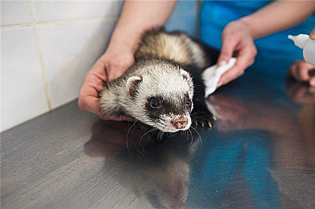 Why does a ferret shed and peel off its tail?