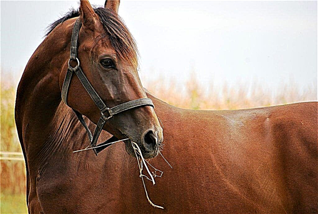 Kenmerken van een kastanje paardenpak