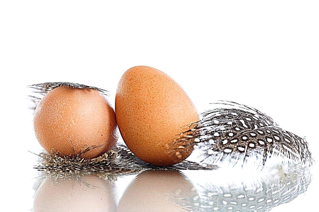 Ab welchem ​​Alter beginnen Perlhühner zu legen und wie können Sie die Eierproduktionszeit beschleunigen?