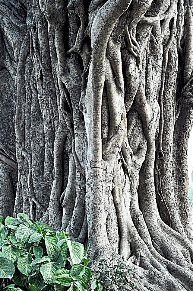 How to care for Bengal ficus