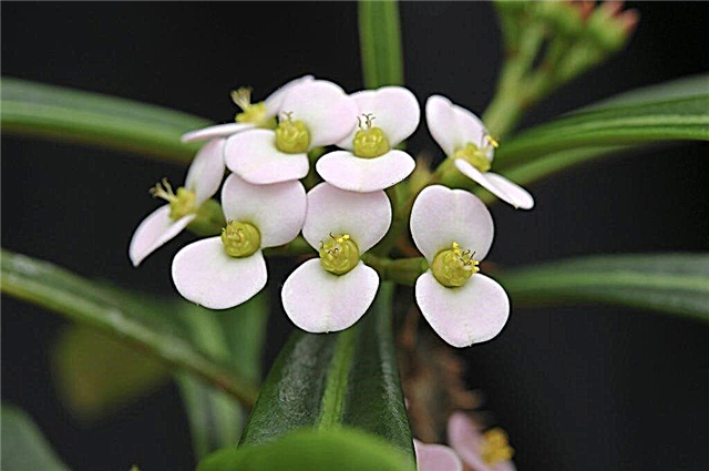 Euphorbia Crested (Ribbed) - kako rasti kod kuće
