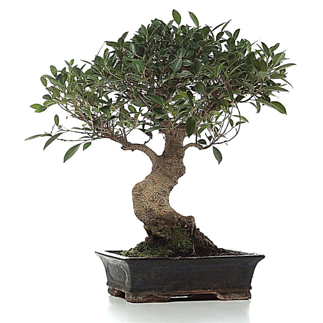 Rules for caring for the ficus Retuza (Blunted)