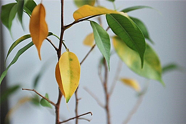 How to get rid of yellowing of ficus leaves