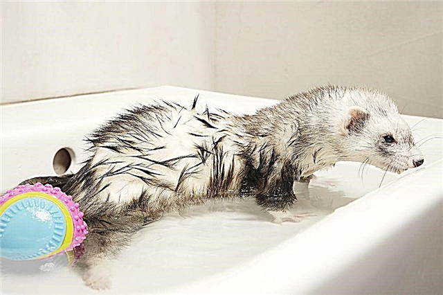 How to bathe your ferret